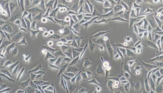 A549/Tax 人肺腺癌紫杉醇耐藥性細(xì)胞 百歐博偉生物