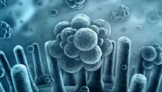 微生物耐熱性影響因素分析之生理特性與環(huán)境條件！