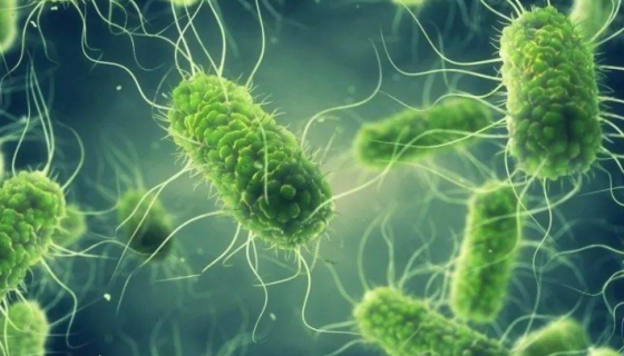 根際微生物和附生微生物的核心概念與生存環(huán)境對比及協(xié)同作用！