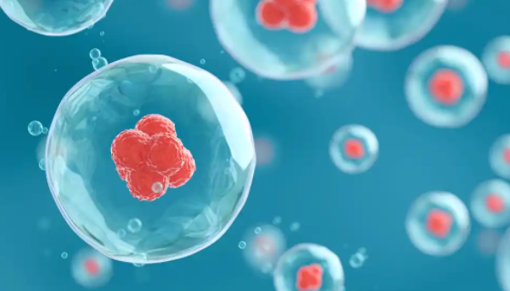 黑化大家鼠肺成纤维细胞的传代与冻存及应用研究！