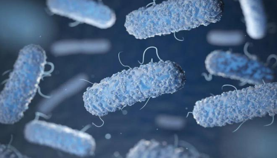 枯草芽孢桿菌原生質體制備過程中如何抑制細胞壁合成？