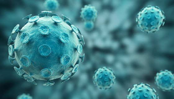 羊原代肾小管上皮细胞在疾病模型构建中的应用！