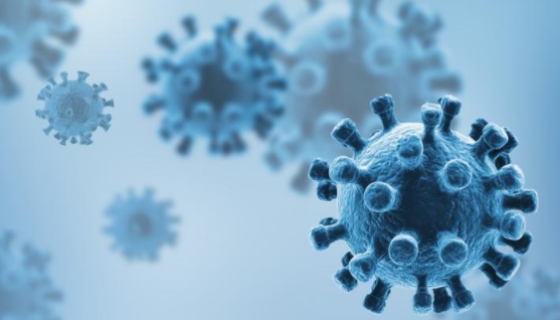 人肾皮质近曲小管上皮细胞的生理功能与体外培养！