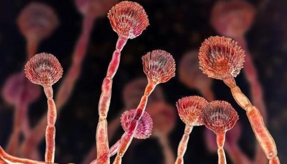 泡盛曲霉煙色變種對(duì)土壤的改良作用體現(xiàn)在哪些方面？