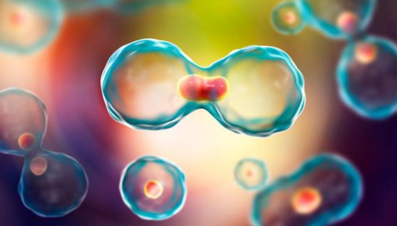 小鼠腎上腺皮質瘤細胞的培養(yǎng)過程中需要注意哪些事項？