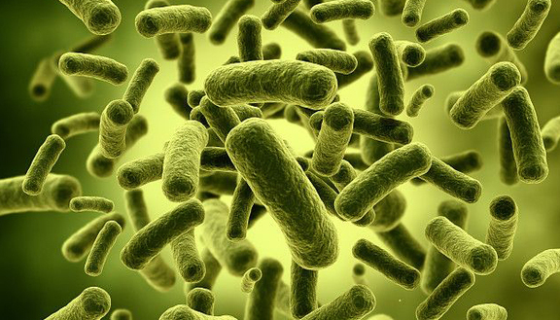 大腸埃希氏菌的抗原構(gòu)造及其在臨床診斷中有哪些應(yīng)用？