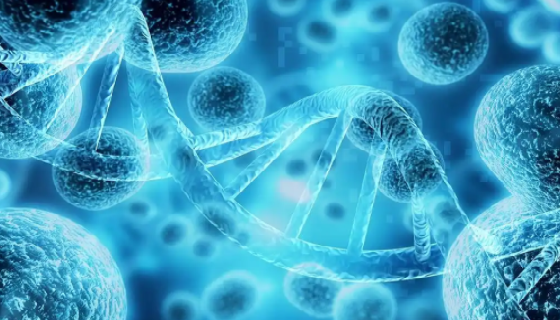 原代精原细胞培养的关键要点及注意事项有哪些？