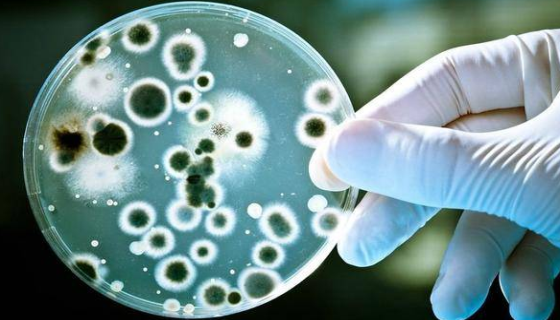 淡紫色擬青霉的應(yīng)用領(lǐng)域及其在有機(jī)農(nóng)業(yè)中的應(yīng)用前景！