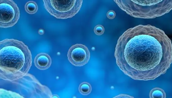 大鼠肺动脉内皮细胞的原代分离与培养实操及应用！