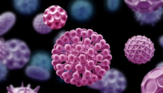 大鼠肝外胆管上皮细胞的分离与培养流程及应用领域！