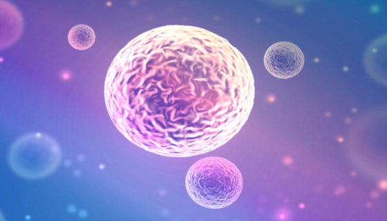 原代星状细胞培养体系的作用机制及应用领域有哪些？