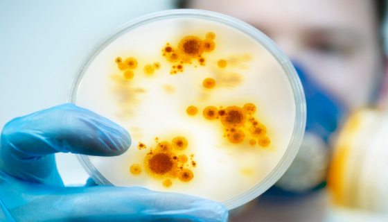 冷橙黄鞘氨醇单胞菌的培养与保藏及生态功能与鉴定要点！