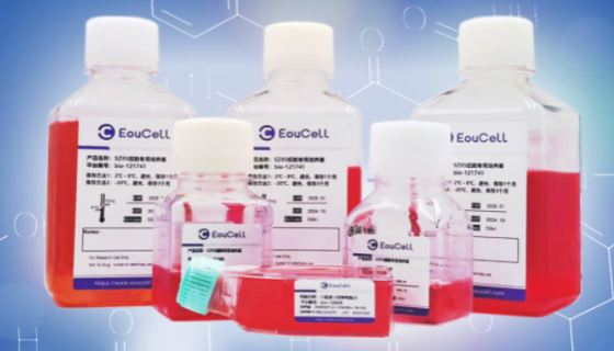 兔原代大隐静脉内皮细胞培养中如何鉴定细胞是否污染？