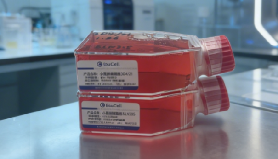 猪原代子宫内膜上皮细胞的分离与纯化及质量控制！