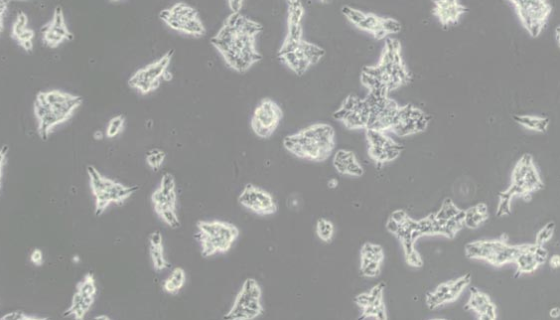 羊原代呼吸道上皮细胞的分离培养与鉴定方法及应用场景！