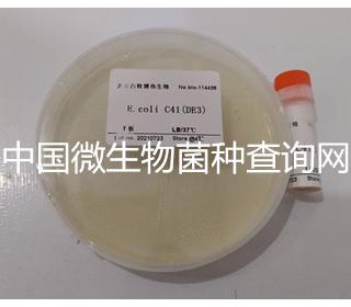 E.coli C41（DE3）