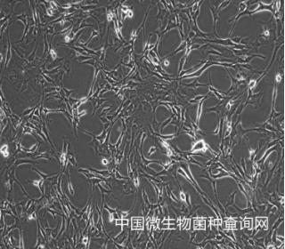 小鼠胚胎成纤维细胞