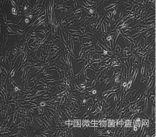 大鼠肺泡上皮细胞系