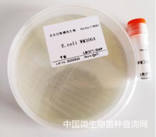 E.coli WM3064