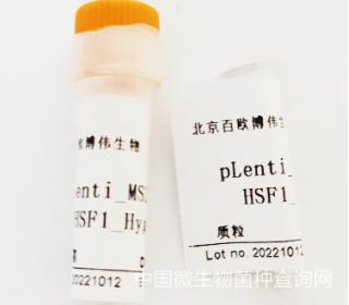 plenti MS2-P65-HSF1_Hygro(addgene 61426)