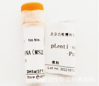plenti sgRNA(MS2)_puro(Plasmid#73795)pSAMca089-p FUGW-U6-BsmBl-sg RNA009-EF1α-Puro-WPRE