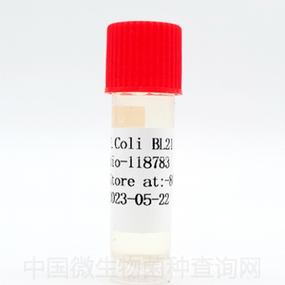 E.coli BL21