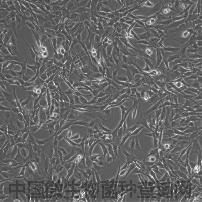 小鼠精原干细胞C18-4