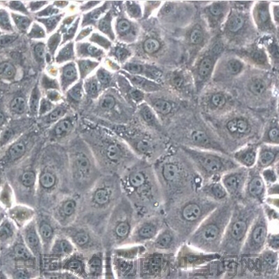 恒河猴肾细胞