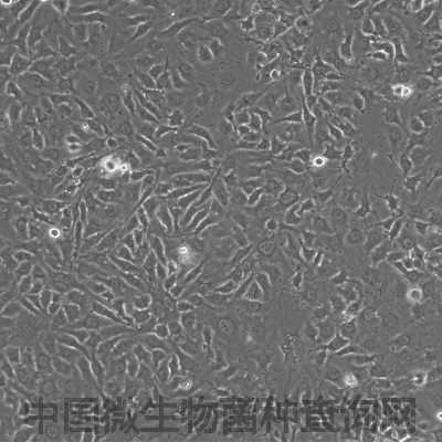 小鼠周细胞MBVP