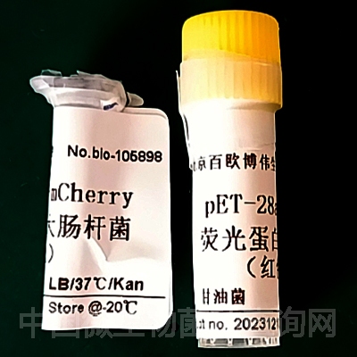 pET-28a-mCherry 荧光蛋白大肠杆菌（红色）