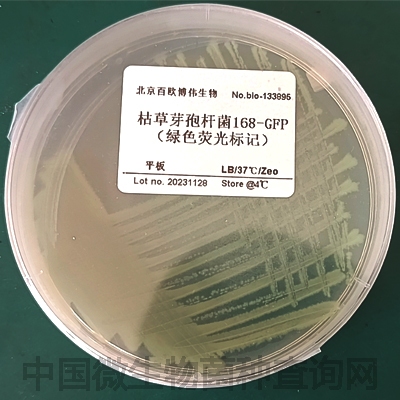 枯草芽孢杆菌168-GFP（绿色荧光标记）