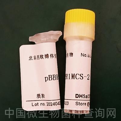 pBBR1MCS-2