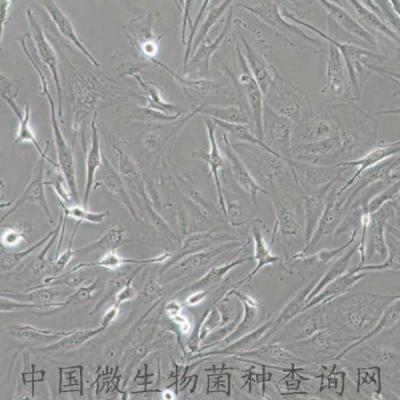 人甲狀腺癌細(xì)胞