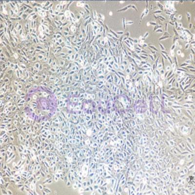 大鼠原代肺微血管周细胞