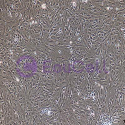大鼠原代Ⅱ型肺泡上皮细胞