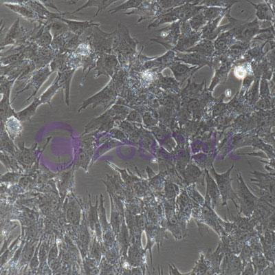 猪骨骼肌卫星细胞永生化