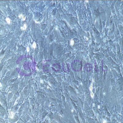 人原代肾小球系膜细胞