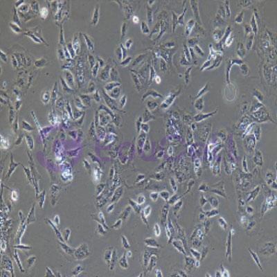 猪原代乳腺上皮细胞