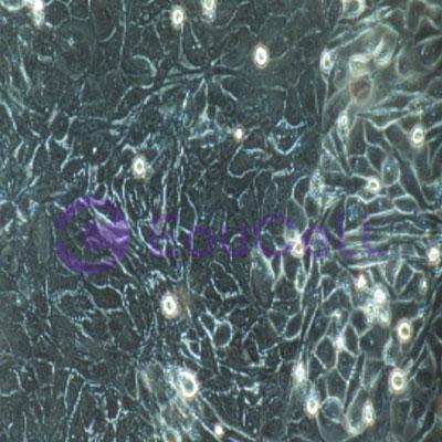 猪原代甲状腺上皮细胞