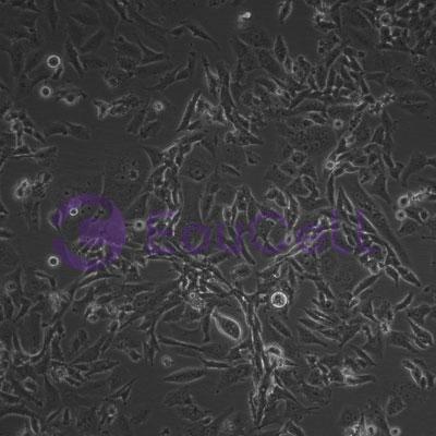 猪原代垂体细胞