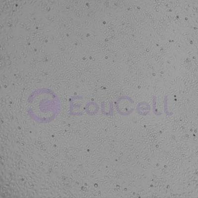 猪原代胰腺导管上皮细胞