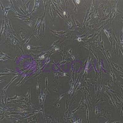猪原代胸腺成纤维细胞