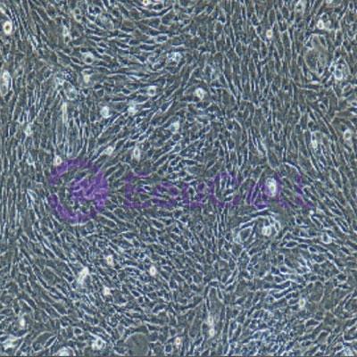 羊原代肺微血管内皮细胞