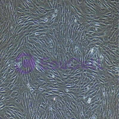 小鼠原代肺大动脉外膜成纤维细胞