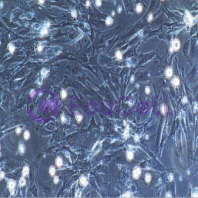 小鼠原代气管平滑肌细胞