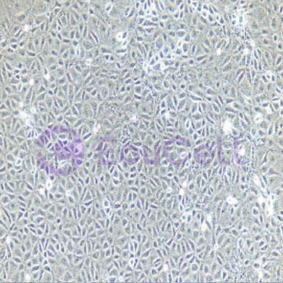 小鼠原代支气管上皮细胞