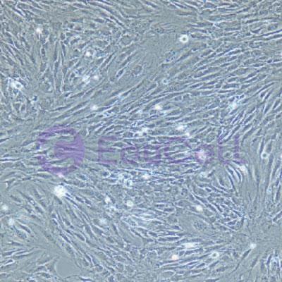 兔原代肺微血管内皮细胞