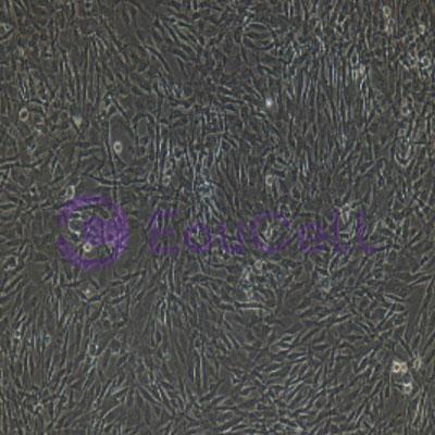 兔原代Ⅱ型肺泡上皮细胞