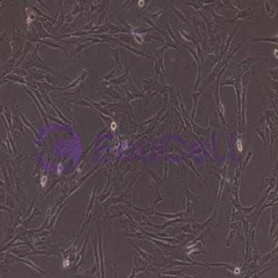 兔原代心肌成纤维细胞