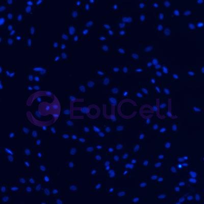 兔原代主动脉内皮细胞